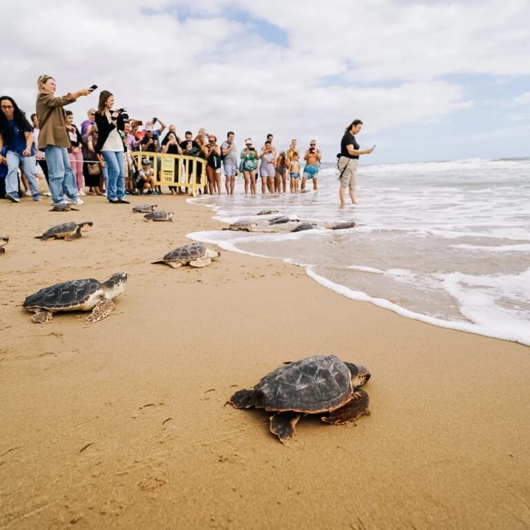 CELEBRACIÓN AMBIENTAL EN “LA MARINA”: LIBERAN 36 TORTUGAS CRIADAS EN EL LITORAL ILICITANO.